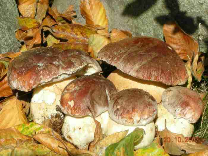  Image name: 282 Porcino.jpg 
 width: 700 pixel 
 height: 525 pixel 
 Size: 29322 bytes 
 Click to enlarge 